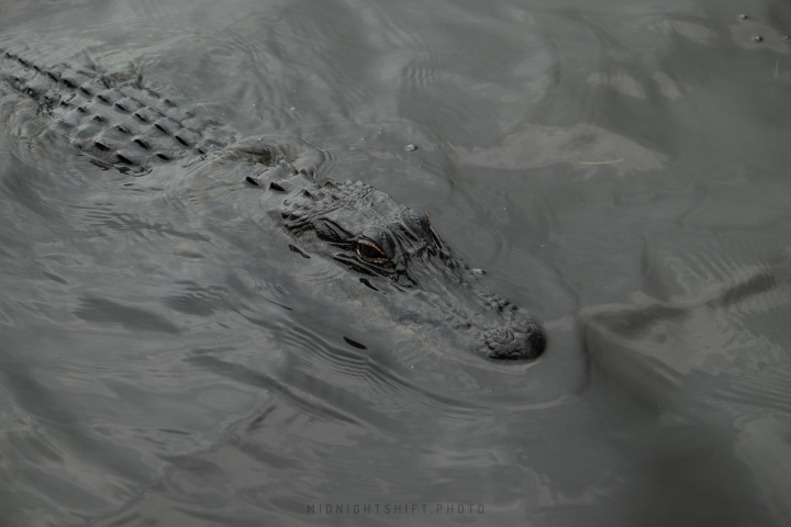 An adolescent Alligator swims by our boat looking for a hand out.