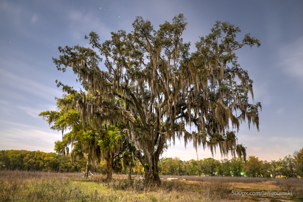 Olde Spanish Moss on a tree in the moonlight