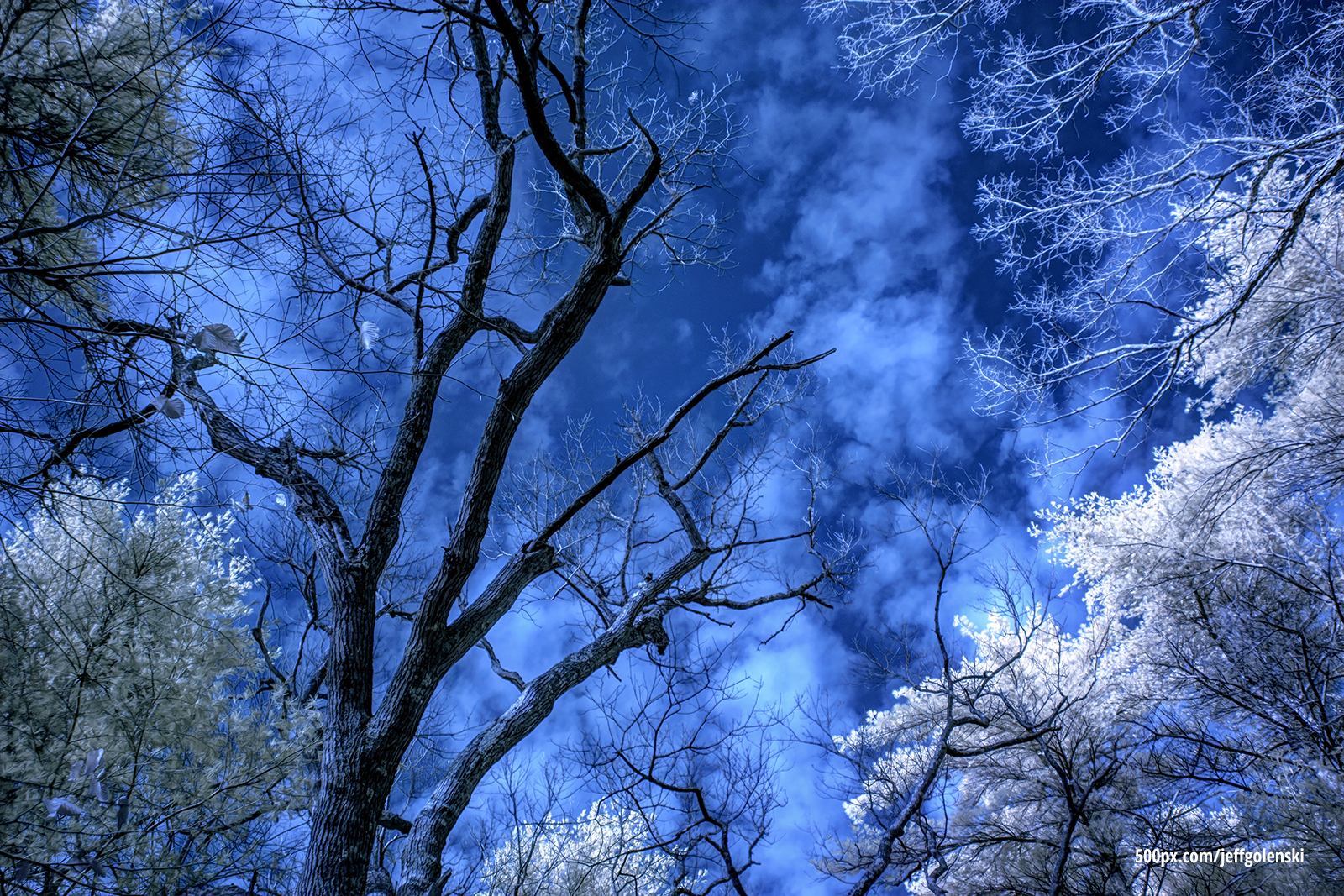 Infrared Photo. Freetown State Forest, Fall River, Massachusetts